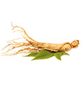 Ginseng root with leaves.