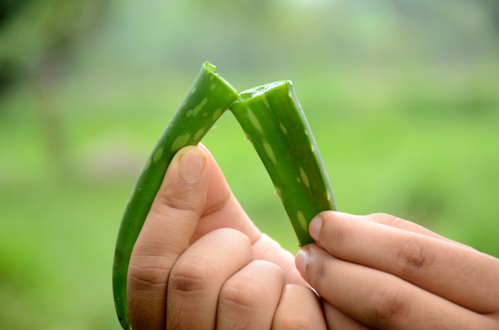 Aloe Vera will calm and replenish the skin.