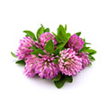 Pink clover flowers and green leaves arranged in a small cluster.