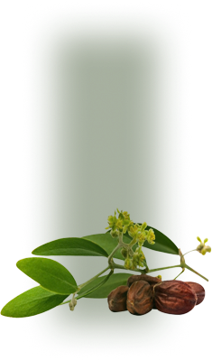 Branch with green leaves, small yellow flowers and date fruits.
